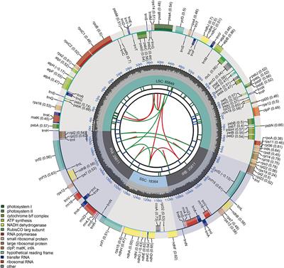 Comparative analysis of chloroplast genomes of 29 tomato germplasms: genome structures, phylogenetic relationships, and adaptive evolution
